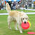 �S�[���f���E���g���o�[